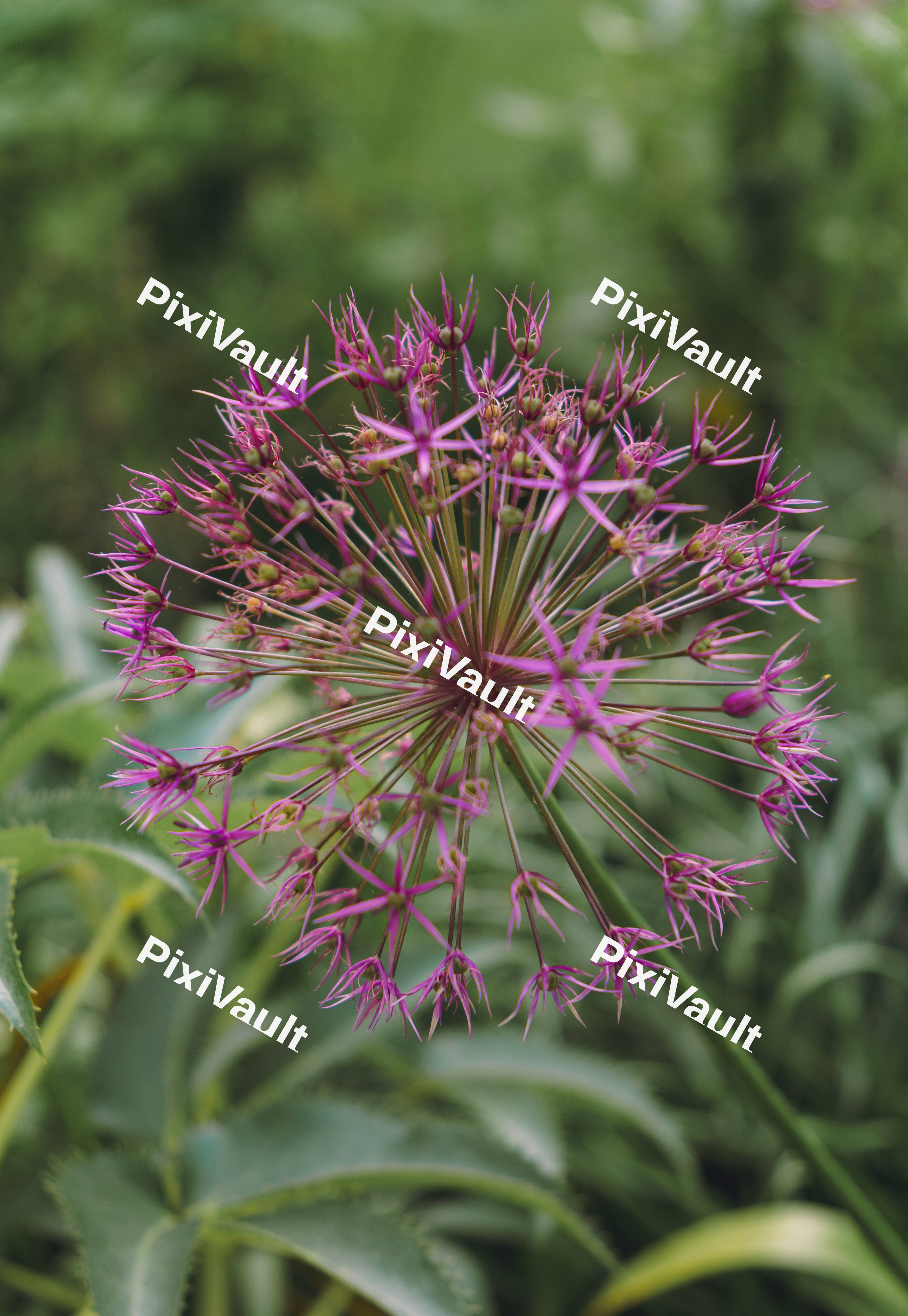 Allium (Star of Persia)